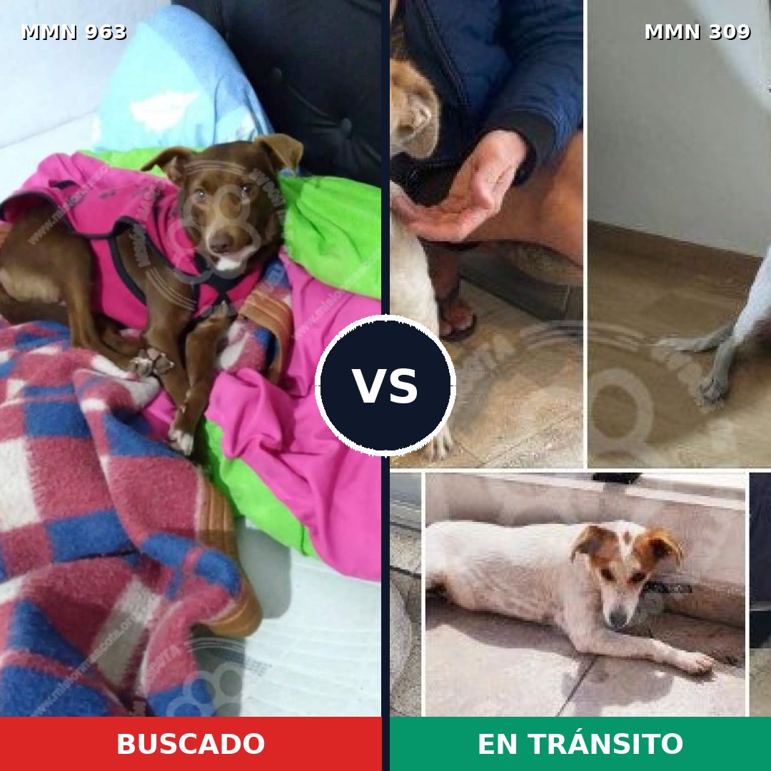 Comparativa MMS 15107: mascota perdida y mascota encontrada, 74% de similitud