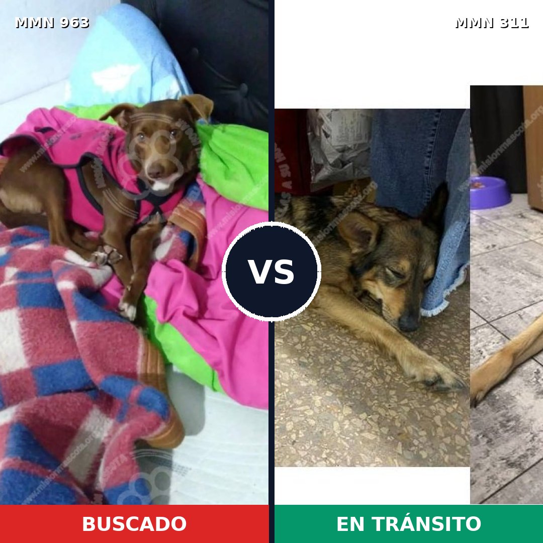 Comparativa MMS 15108: mascota perdida y mascota encontrada, 65% de similitud