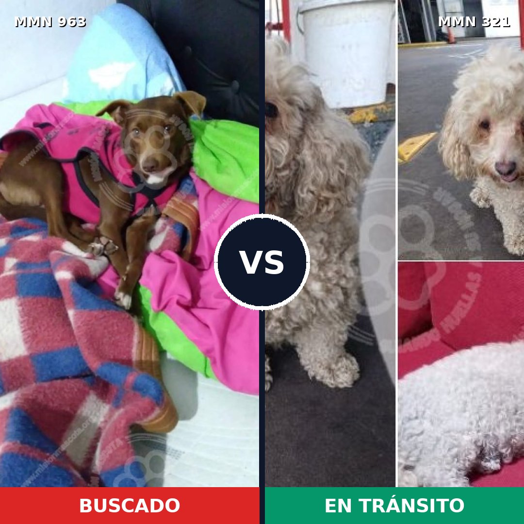 Comparativa MMS 15110: mascota perdida y mascota encontrada, 45% de similitud