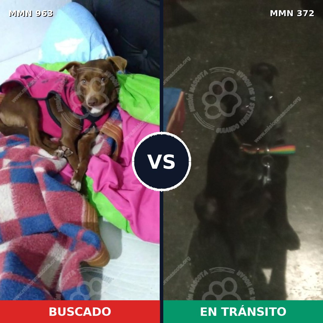 Comparativa MMS 15119: mascota perdida y mascota encontrada, 74% de similitud