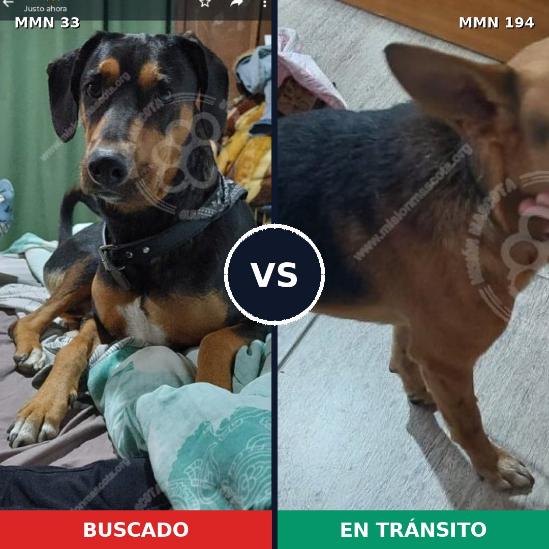 Comparativa MMS 1512: mascota perdida y mascota encontrada, 78% de similitud