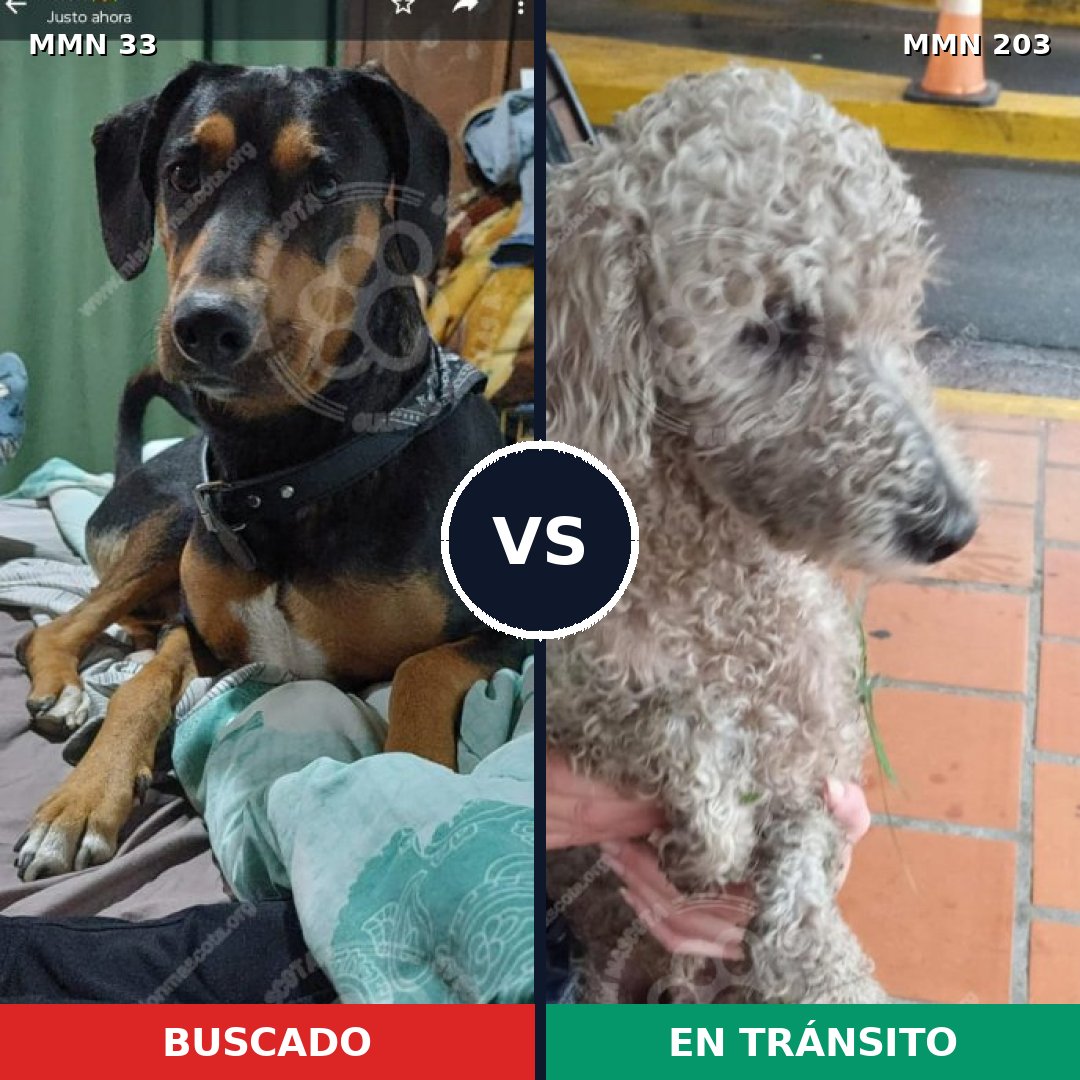 Comparativa MMS 1513: mascota perdida y mascota encontrada, 20% de similitud