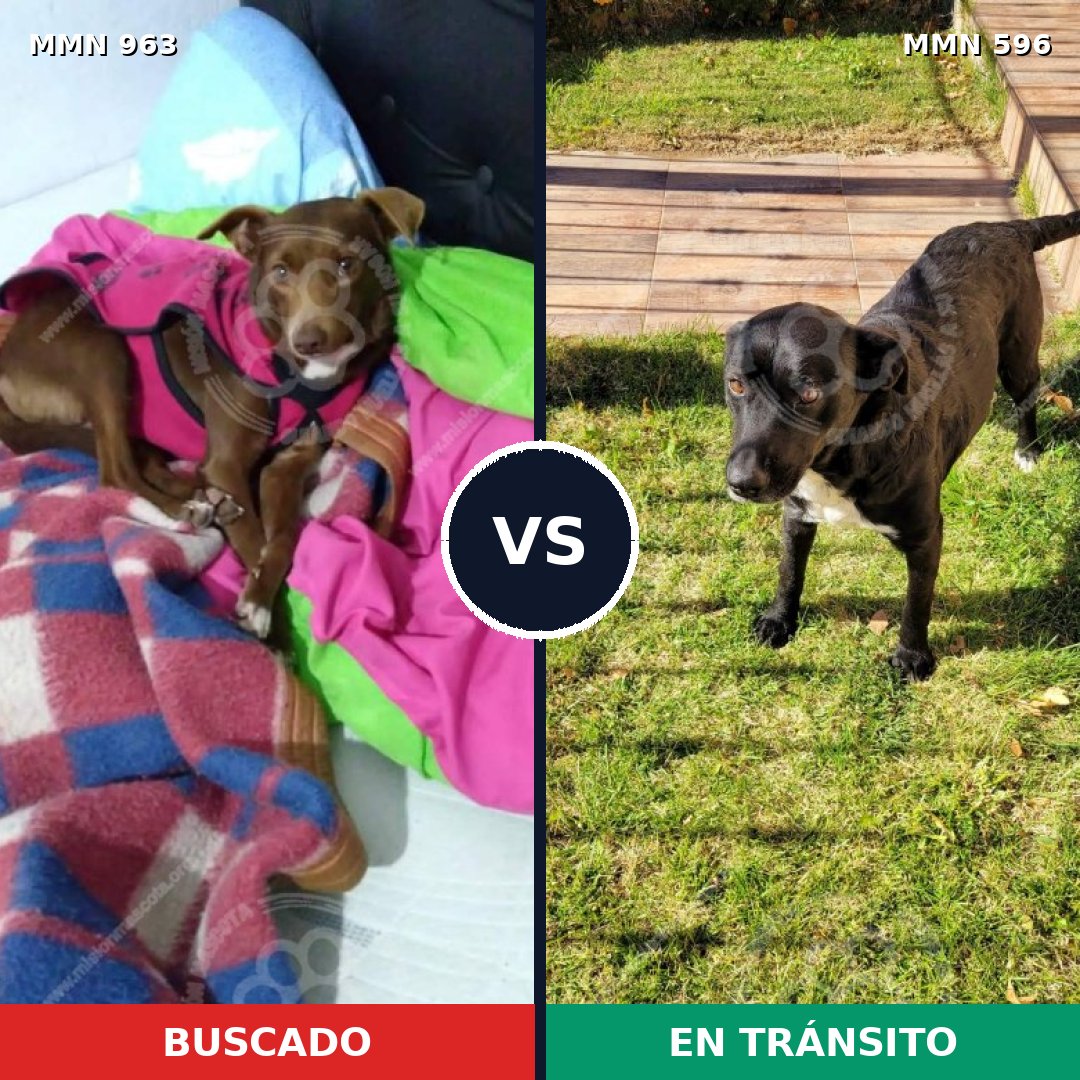 Comparativa MMS 15130: mascota perdida y mascota encontrada, 63% de similitud