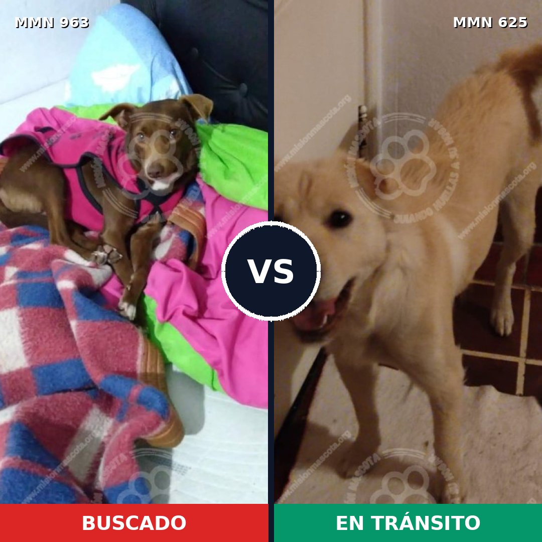 Comparativa MMS 15133: mascota perdida y mascota encontrada, 64% de similitud