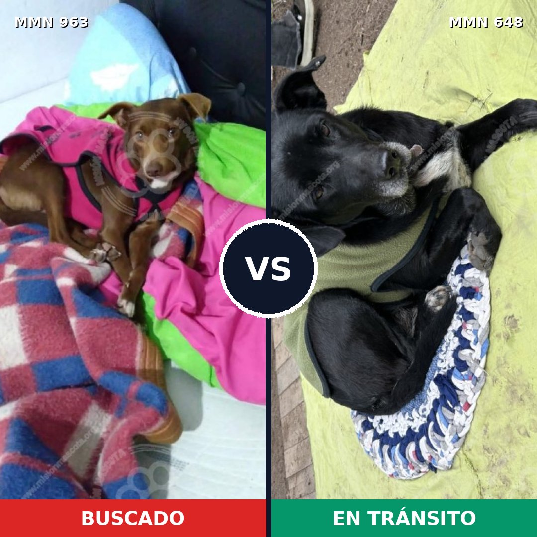 Comparativa MMS 15134: mascota perdida y mascota encontrada, 48% de similitud