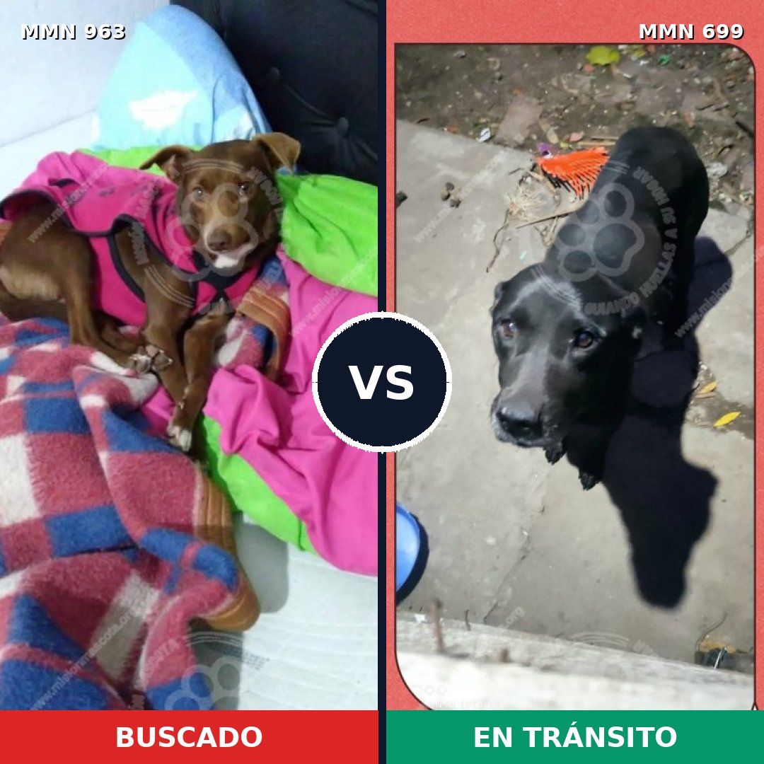 Comparativa MMS 15138: mascota perdida y mascota encontrada, 30% de similitud