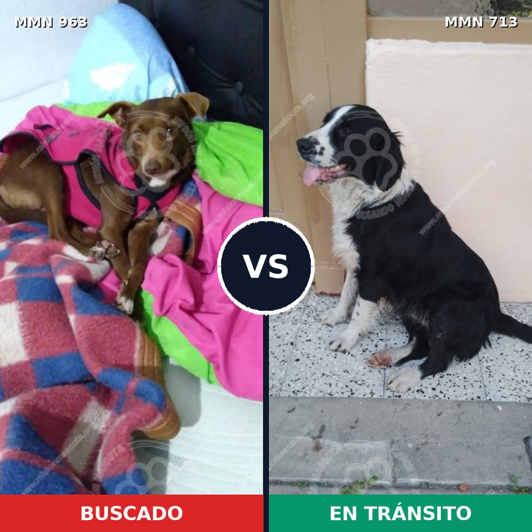 Comparativa MMS 15139: mascota perdida y mascota encontrada, 72% de similitud