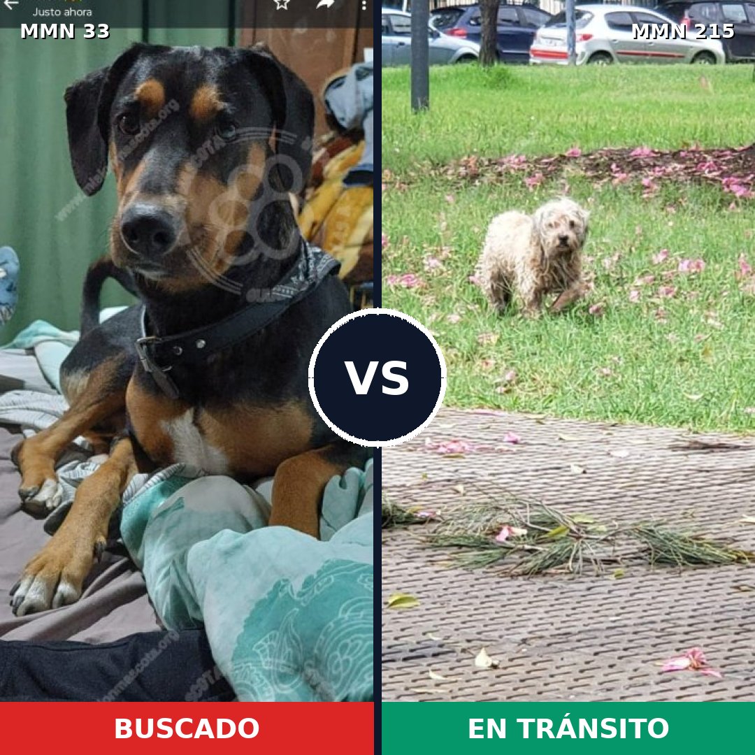 Comparativa MMS 1514: mascota perdida y mascota encontrada, 52% de similitud