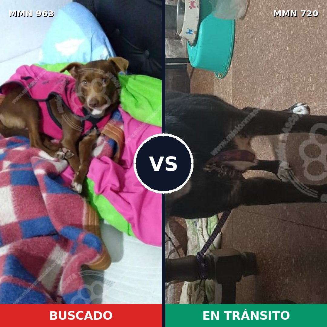 Comparativa MMS 15140: mascota perdida y mascota encontrada, 72% de similitud
