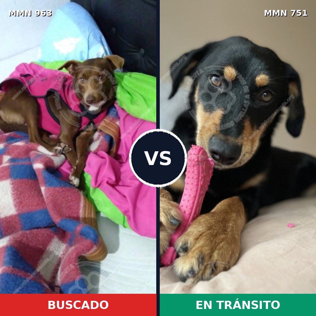 Comparativa MMS 15141: mascota perdida y mascota encontrada, 44% de similitud
