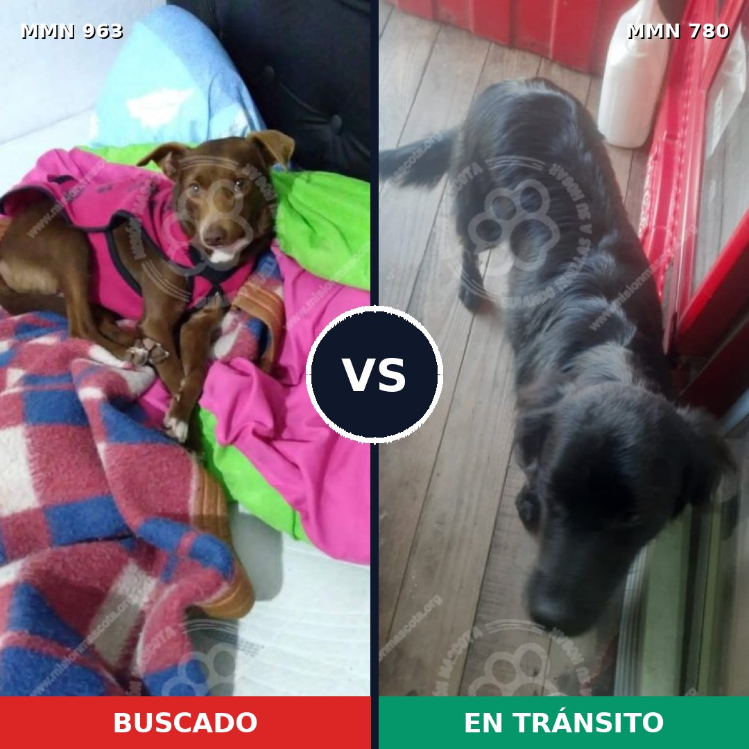 Comparativa MMS 15142: mascota perdida y mascota encontrada, 54% de similitud