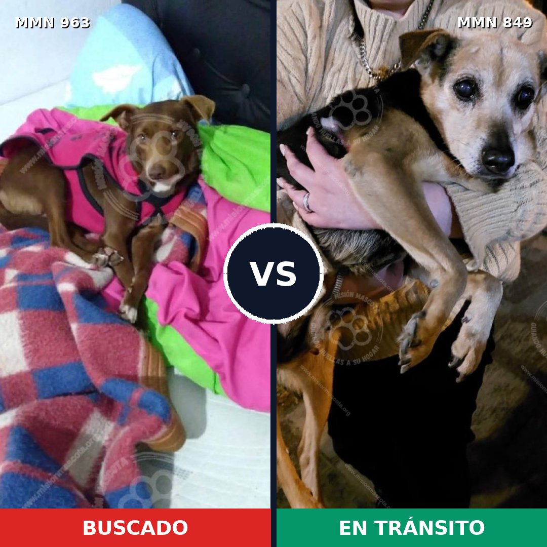 Comparativa MMS 15143: mascota perdida y mascota encontrada, 60% de similitud