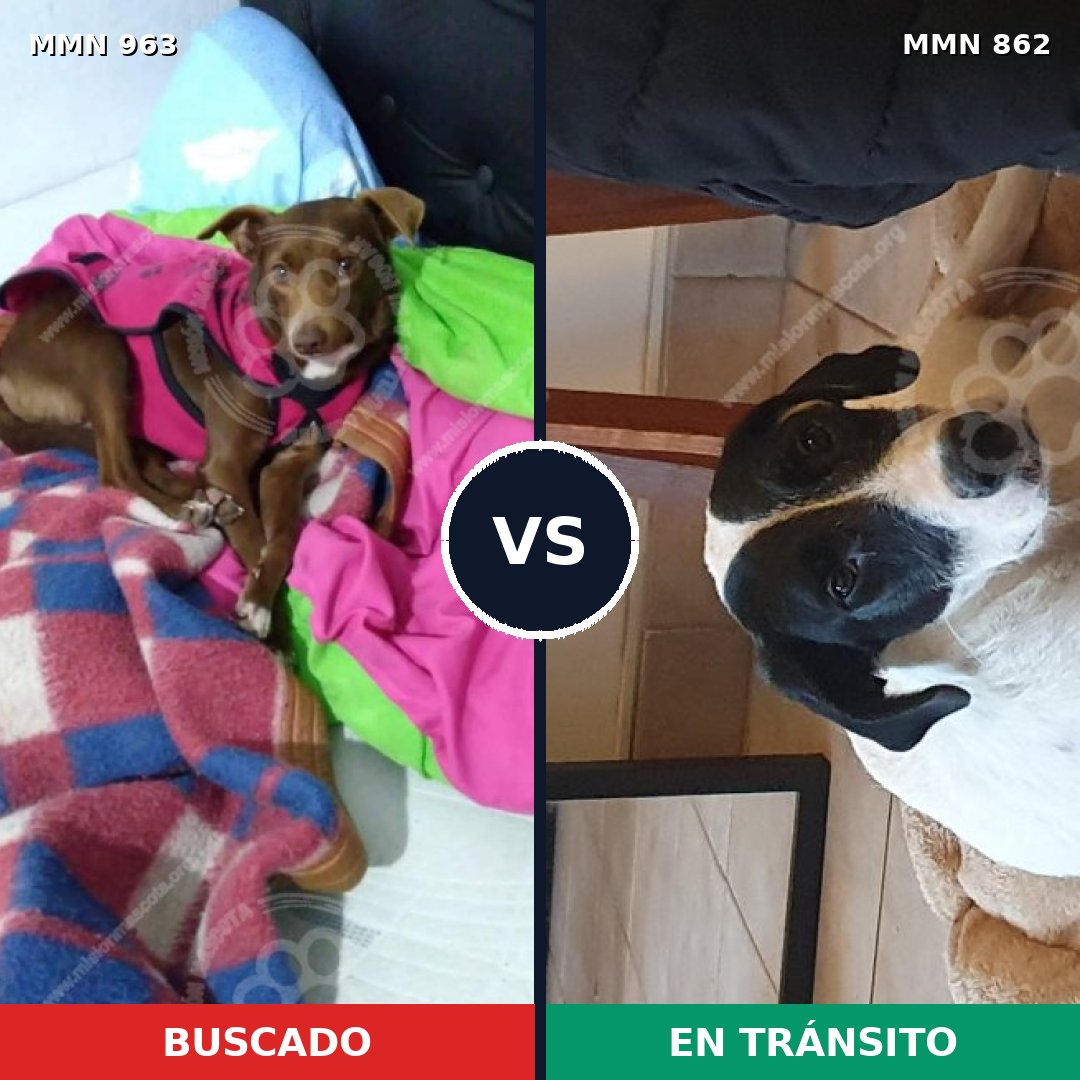 Comparativa MMS 15144: mascota perdida y mascota encontrada, 44% de similitud