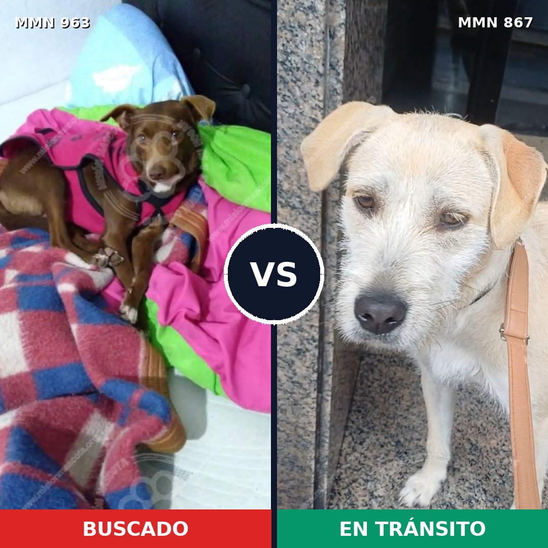 Comparativa MMS 15145: mascota perdida y mascota encontrada, 48% de similitud