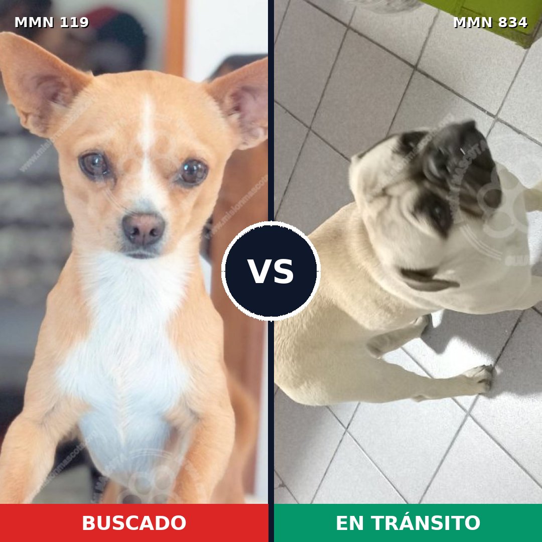 Comparativa MMS 15146: mascota perdida y mascota encontrada, 45% de similitud