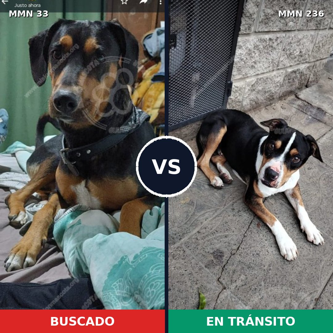 Comparativa MMS 1515: mascota perdida y mascota encontrada, 45% de similitud