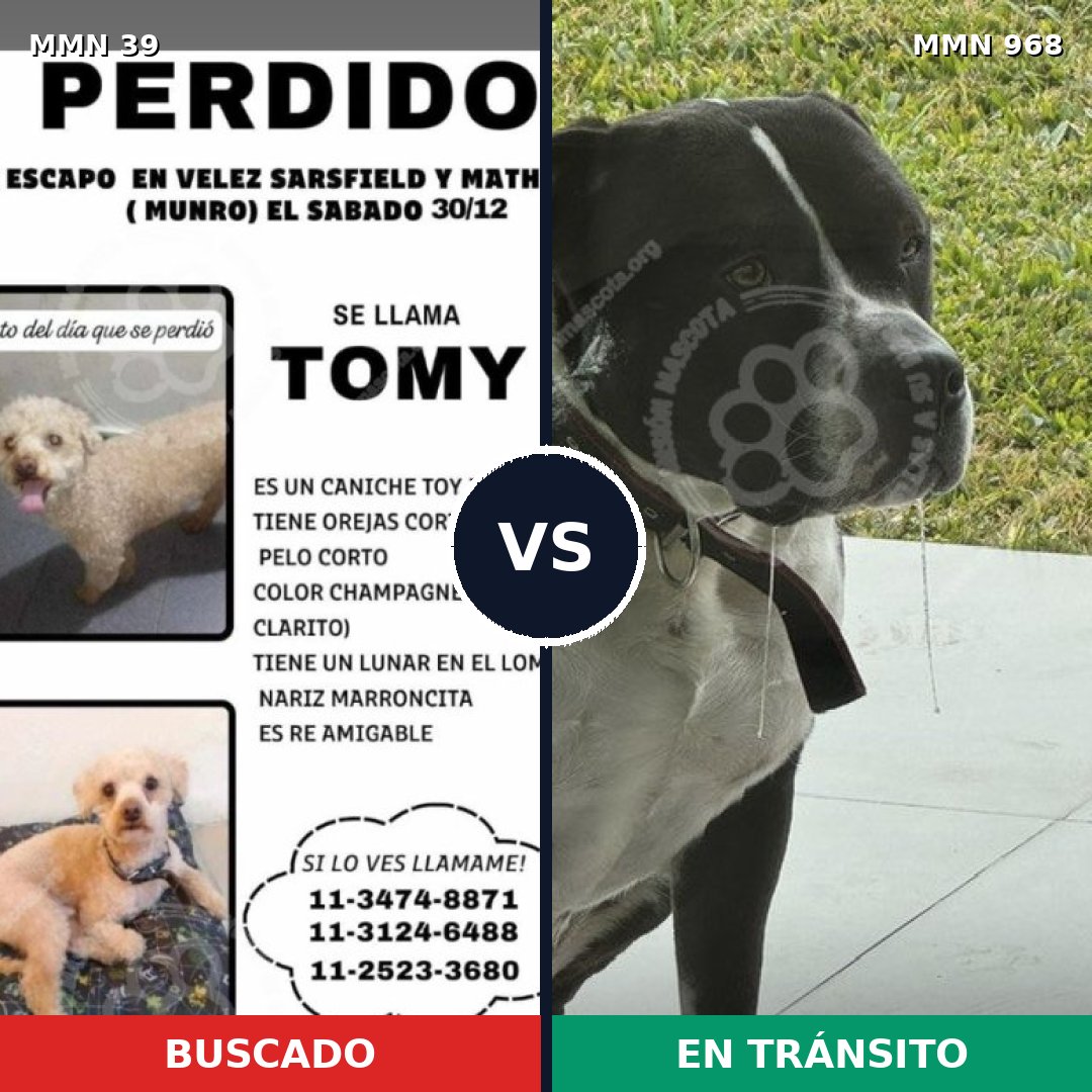Comparativa MMS 15150: mascota perdida y mascota encontrada, 26% de similitud
