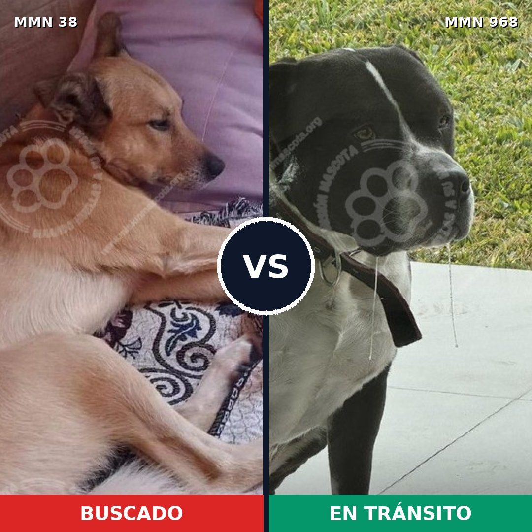 Comparativa MMS 15151: mascota perdida y mascota encontrada, 30% de similitud