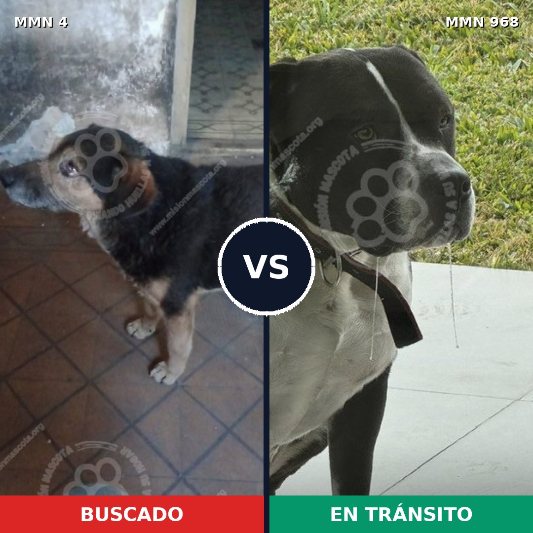 Comparativa MMS 15152: mascota perdida y mascota encontrada, 34% de similitud