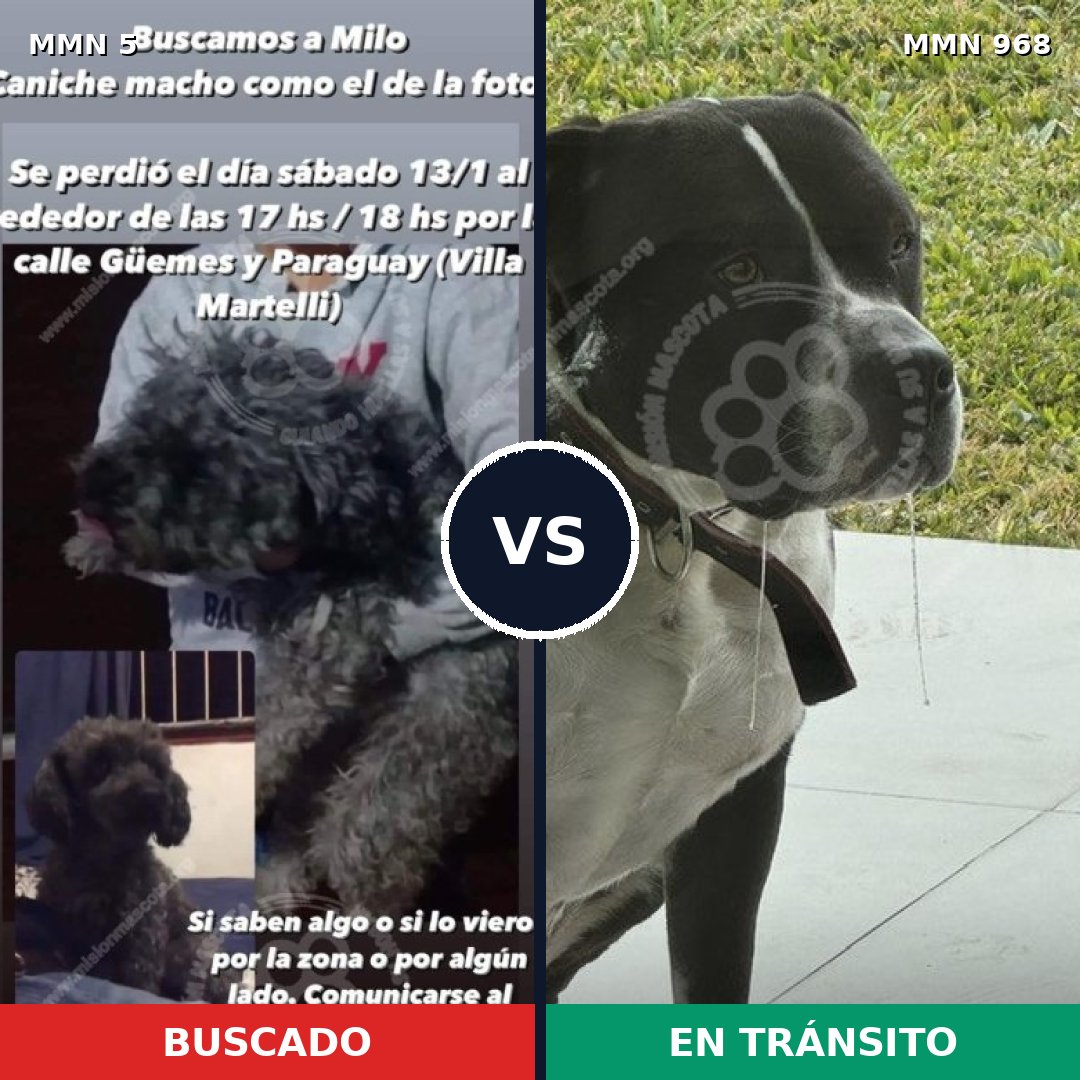 Comparativa MMS 15153: mascota perdida y mascota encontrada, 30% de similitud