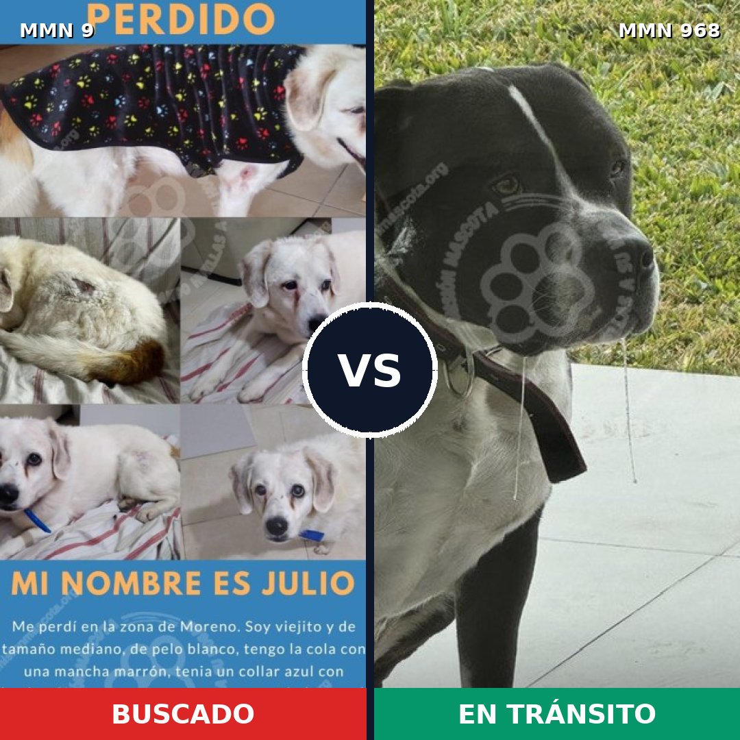 Comparativa MMS 15154: mascota perdida y mascota encontrada, 35% de similitud