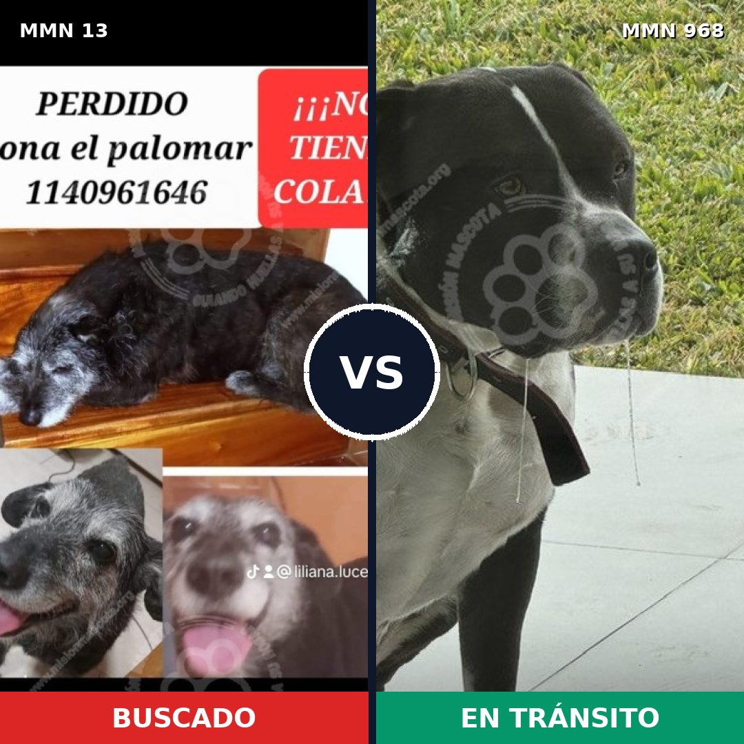 Comparativa MMS 15156: mascota perdida y mascota encontrada, 37% de similitud