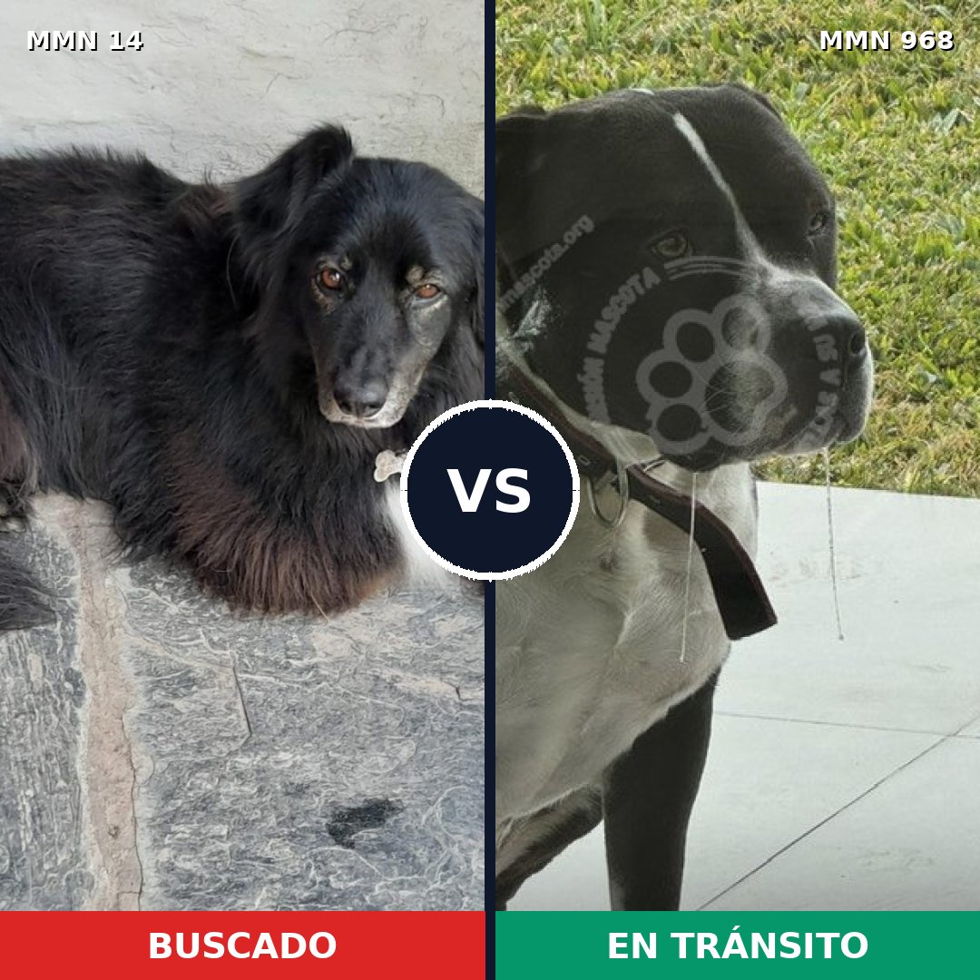 Comparativa MMS 15157: mascota perdida y mascota encontrada, 61% de similitud