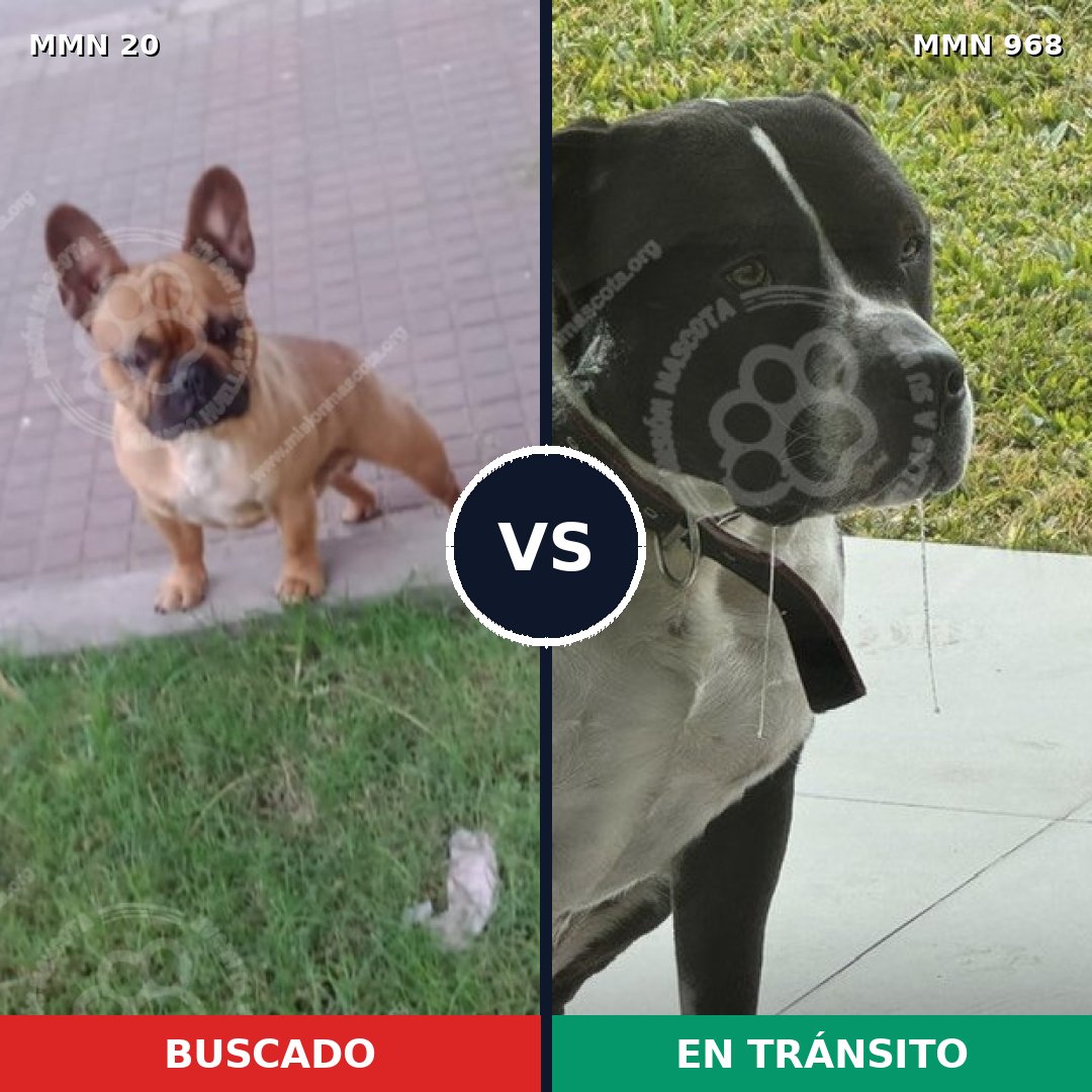 Comparativa MMS 15159: mascota perdida y mascota encontrada, 27% de similitud