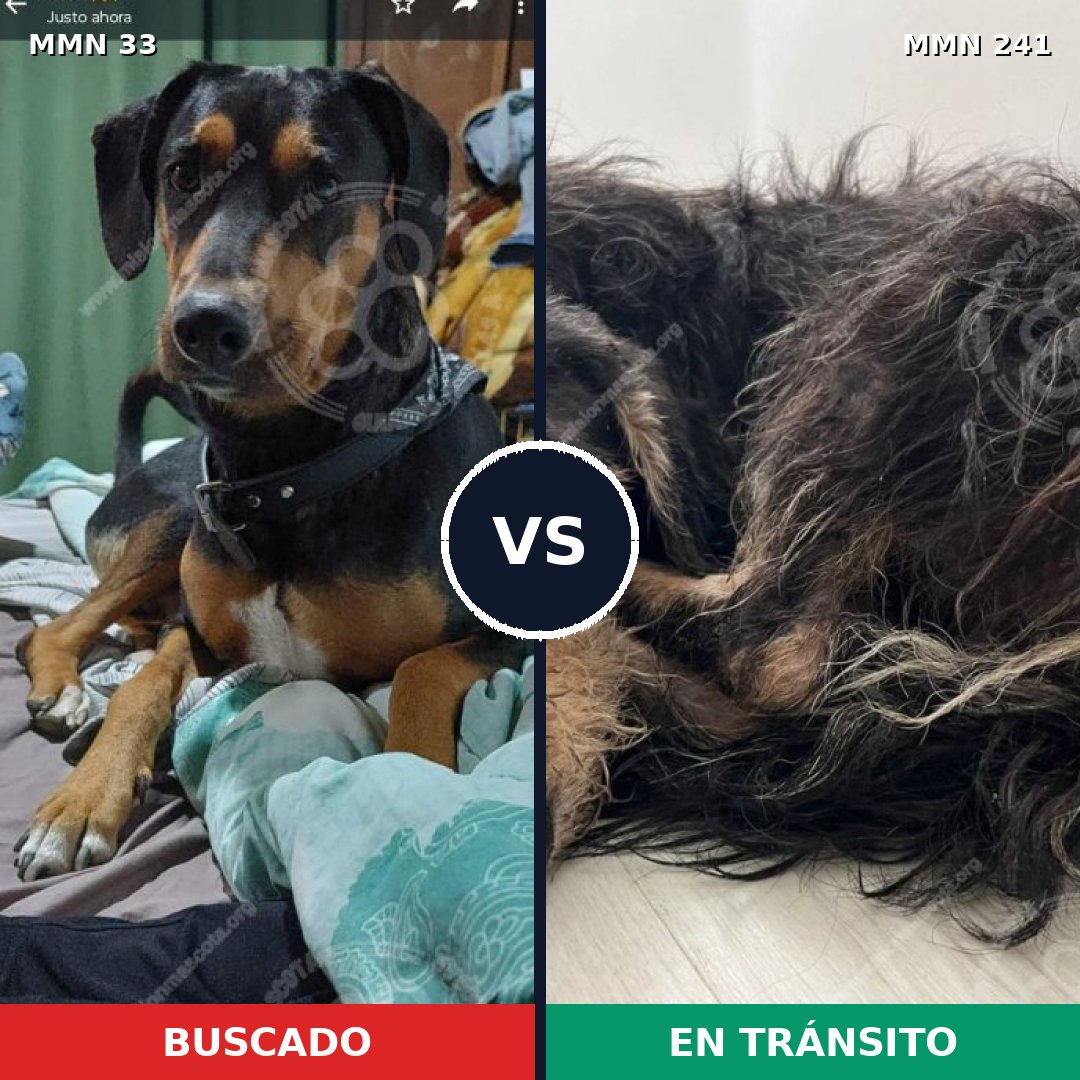 Comparativa MMS 1516: mascota perdida y mascota encontrada, 58% de similitud