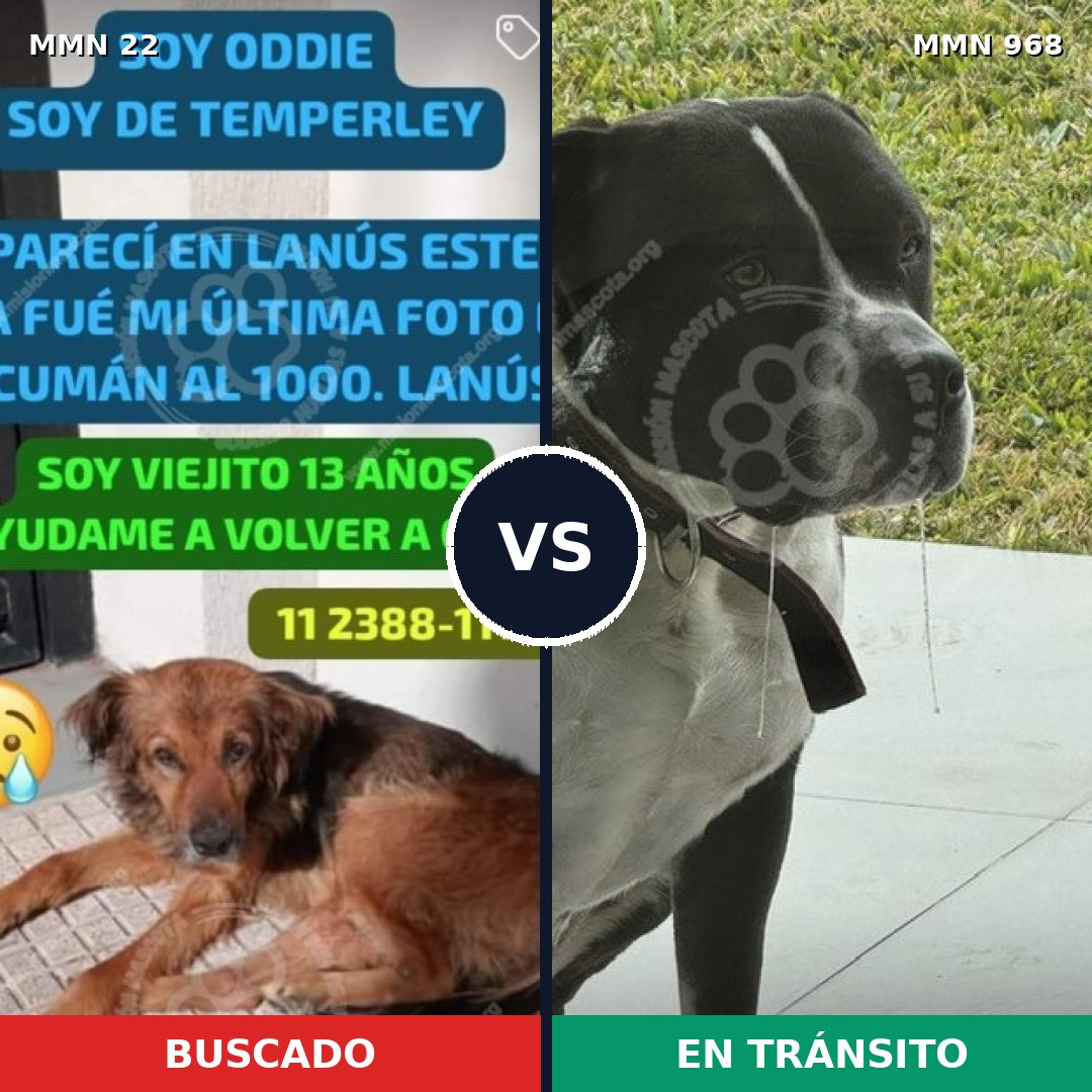Comparativa MMS 15161: mascota perdida y mascota encontrada, 29% de similitud