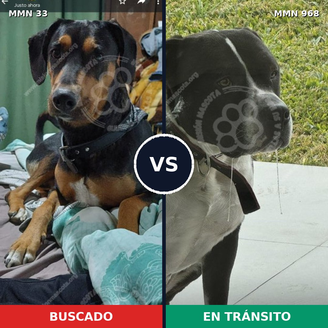 Comparativa MMS 15162: mascota perdida y mascota encontrada, 49% de similitud