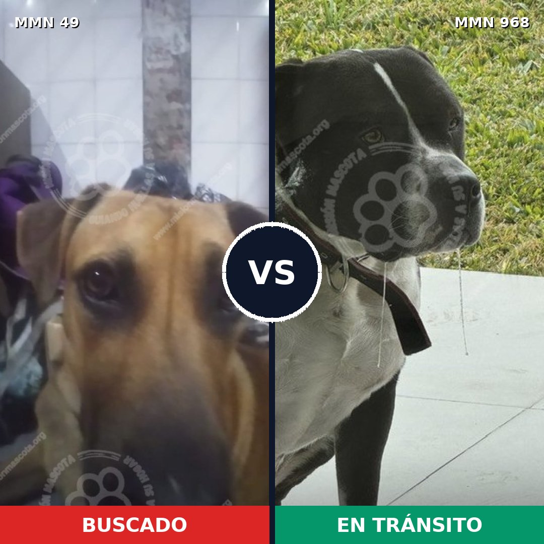Comparativa MMS 15165: mascota perdida y mascota encontrada, 38% de similitud