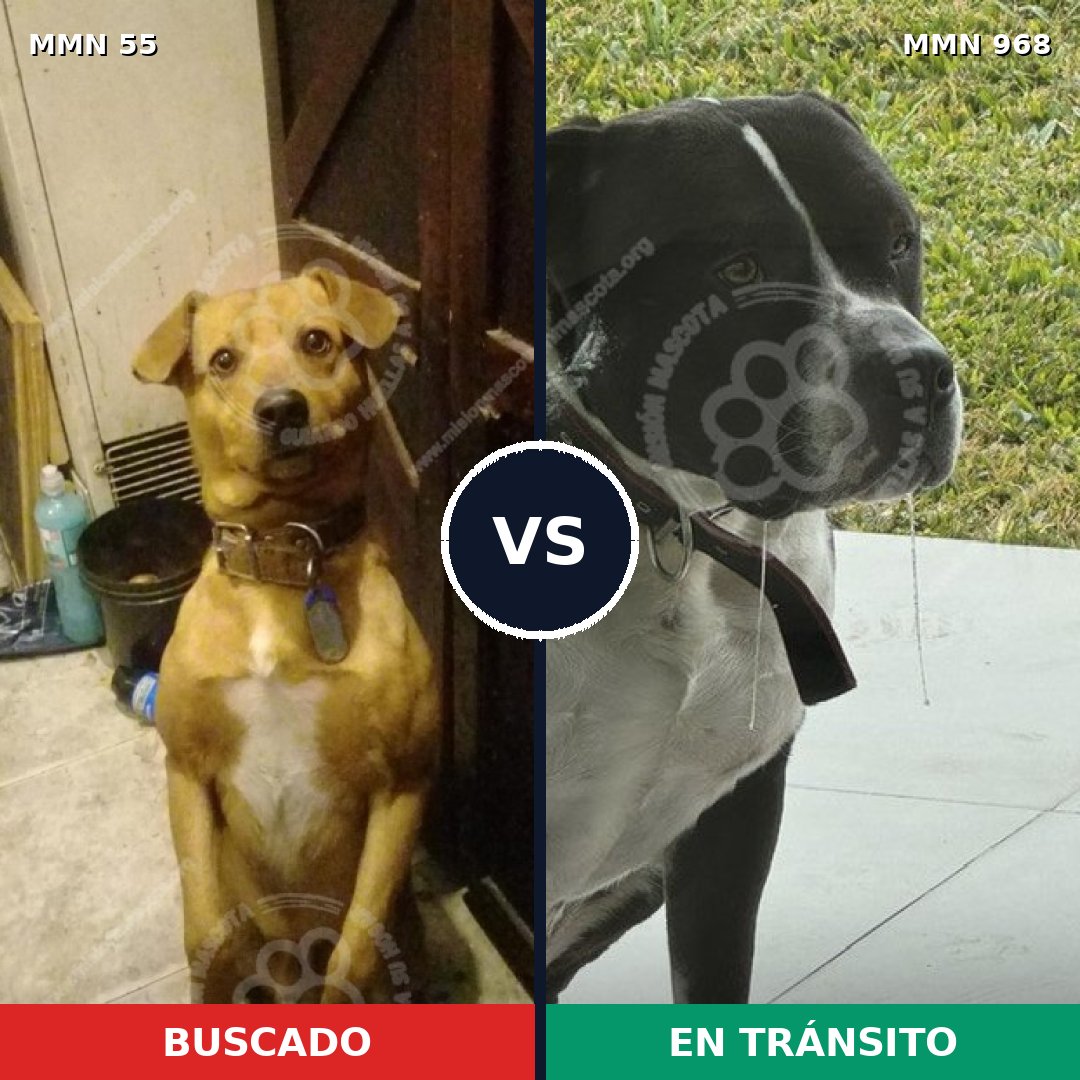 Comparativa MMS 15166: mascota perdida y mascota encontrada, 36% de similitud