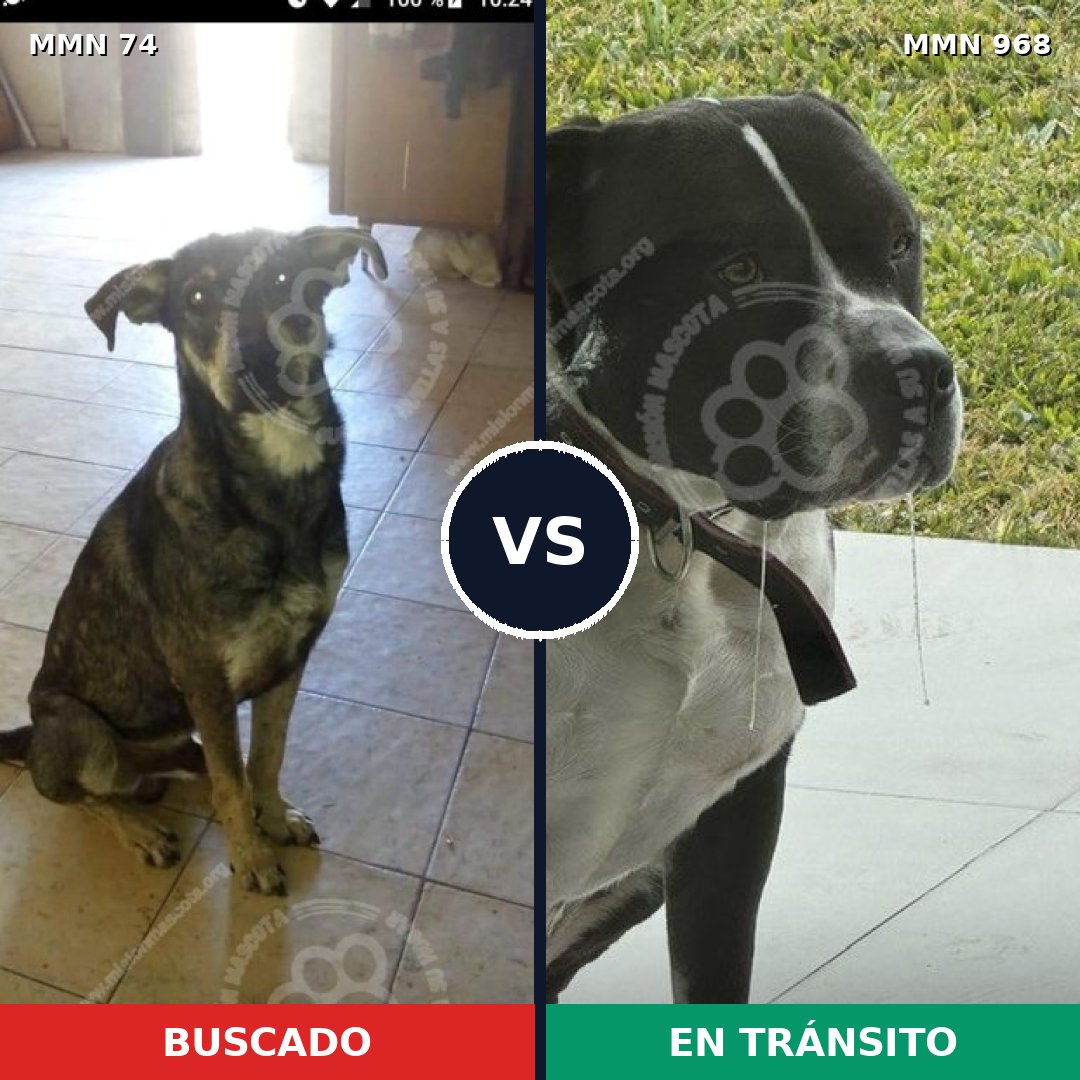 Comparativa MMS 15168: mascota perdida y mascota encontrada, 45% de similitud
