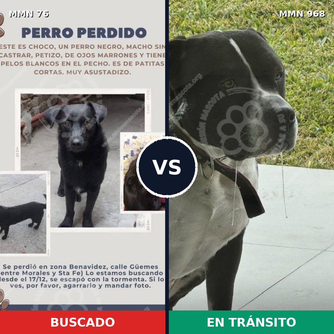 Comparativa MMS 15169: mascota perdida y mascota encontrada, 34% de similitud