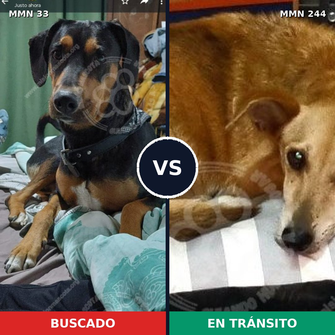 Comparativa MMS 1517: mascota perdida y mascota encontrada, 65% de similitud