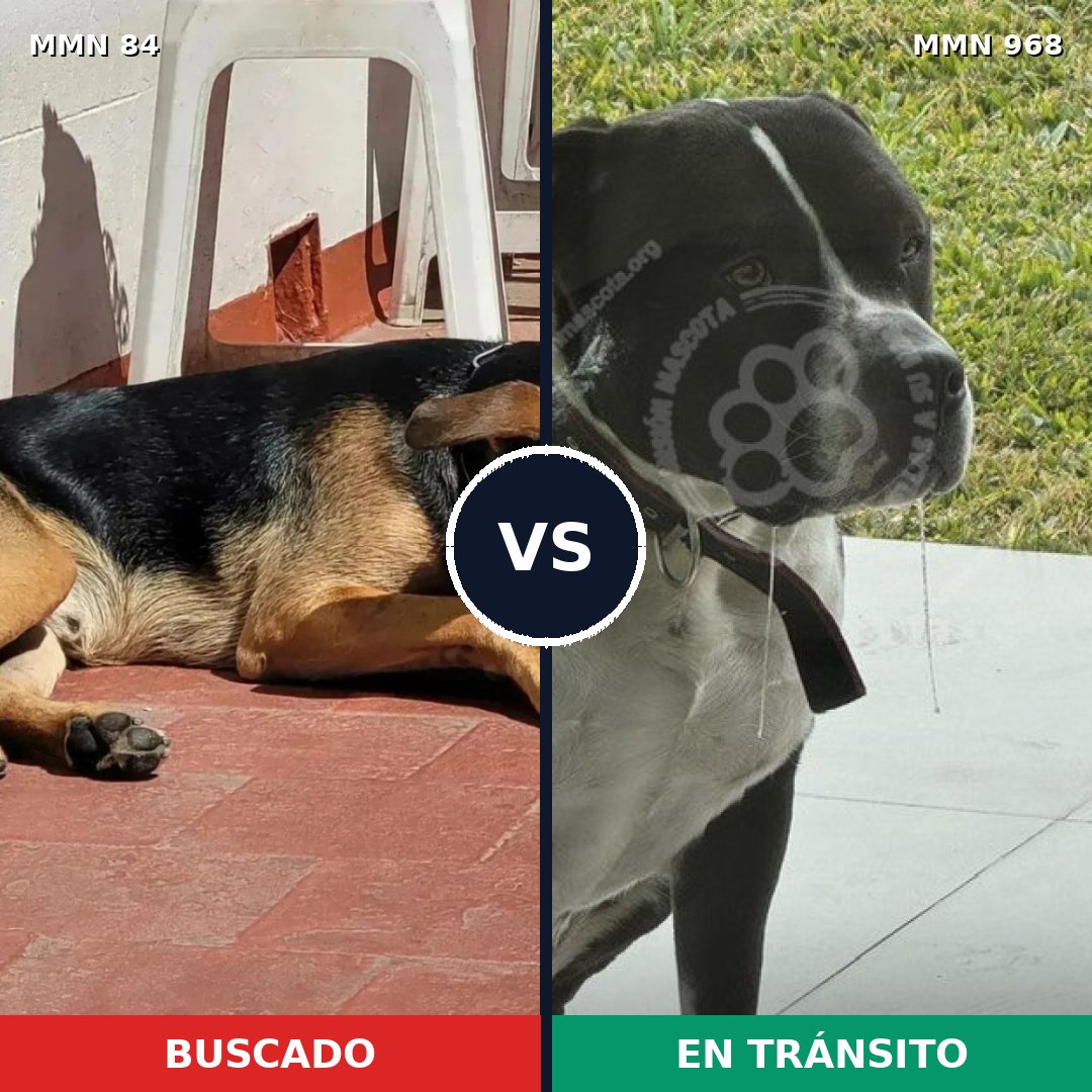 Comparativa MMS 15170: mascota perdida y mascota encontrada, 49% de similitud