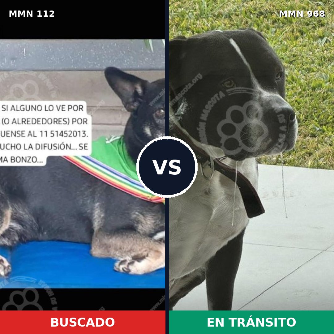 Comparativa MMS 15171: mascota perdida y mascota encontrada, 41% de similitud