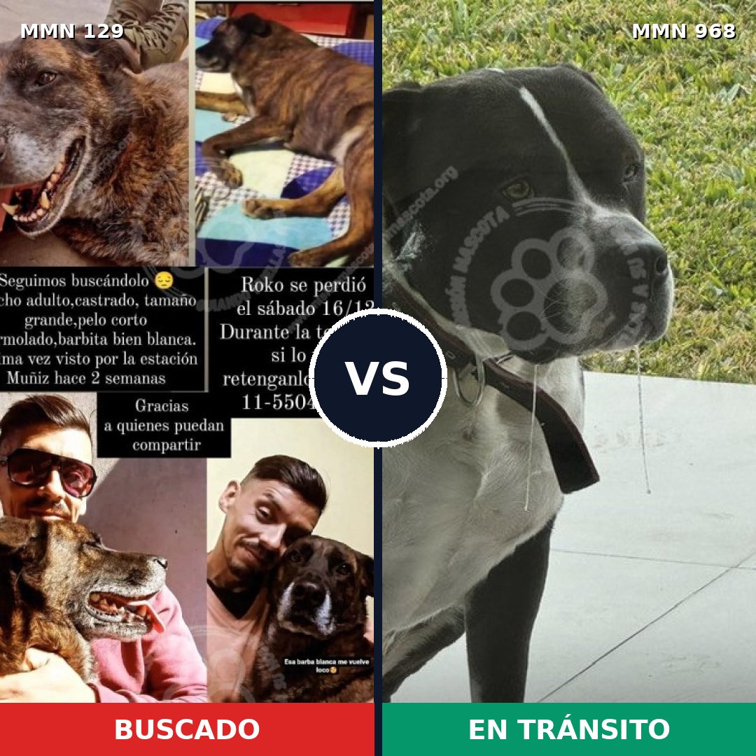 Comparativa MMS 15174: mascota perdida y mascota encontrada, 34% de similitud