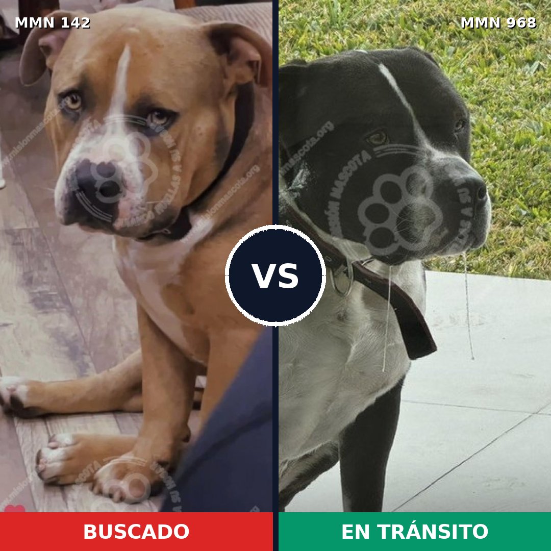 Comparativa MMS 15175: mascota perdida y mascota encontrada, 63% de similitud