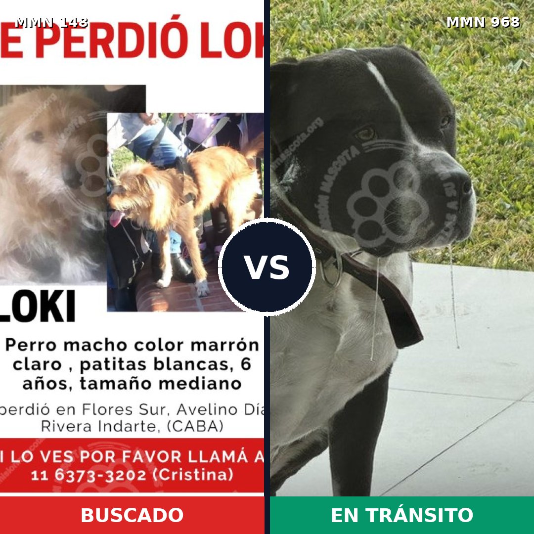 Comparativa MMS 15176: mascota perdida y mascota encontrada, 18% de similitud