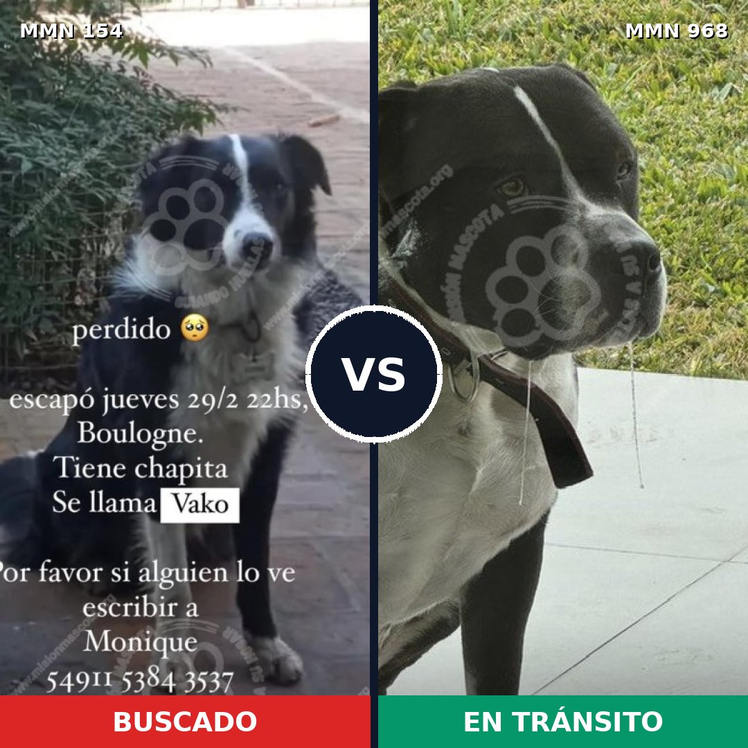 Comparativa MMS 15177: mascota perdida y mascota encontrada, 26% de similitud