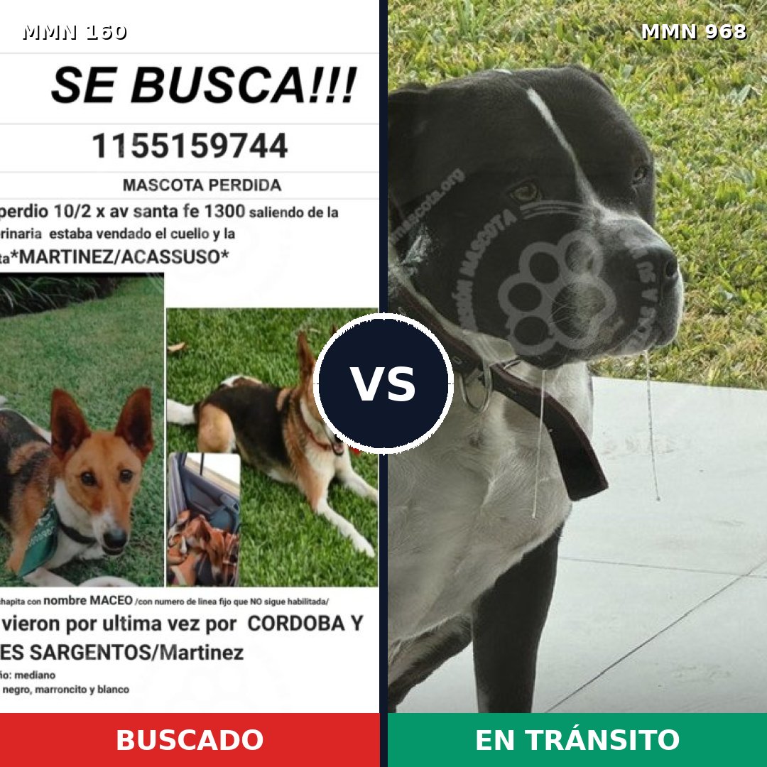 Comparativa MMS 15178: mascota perdida y mascota encontrada, 17% de similitud