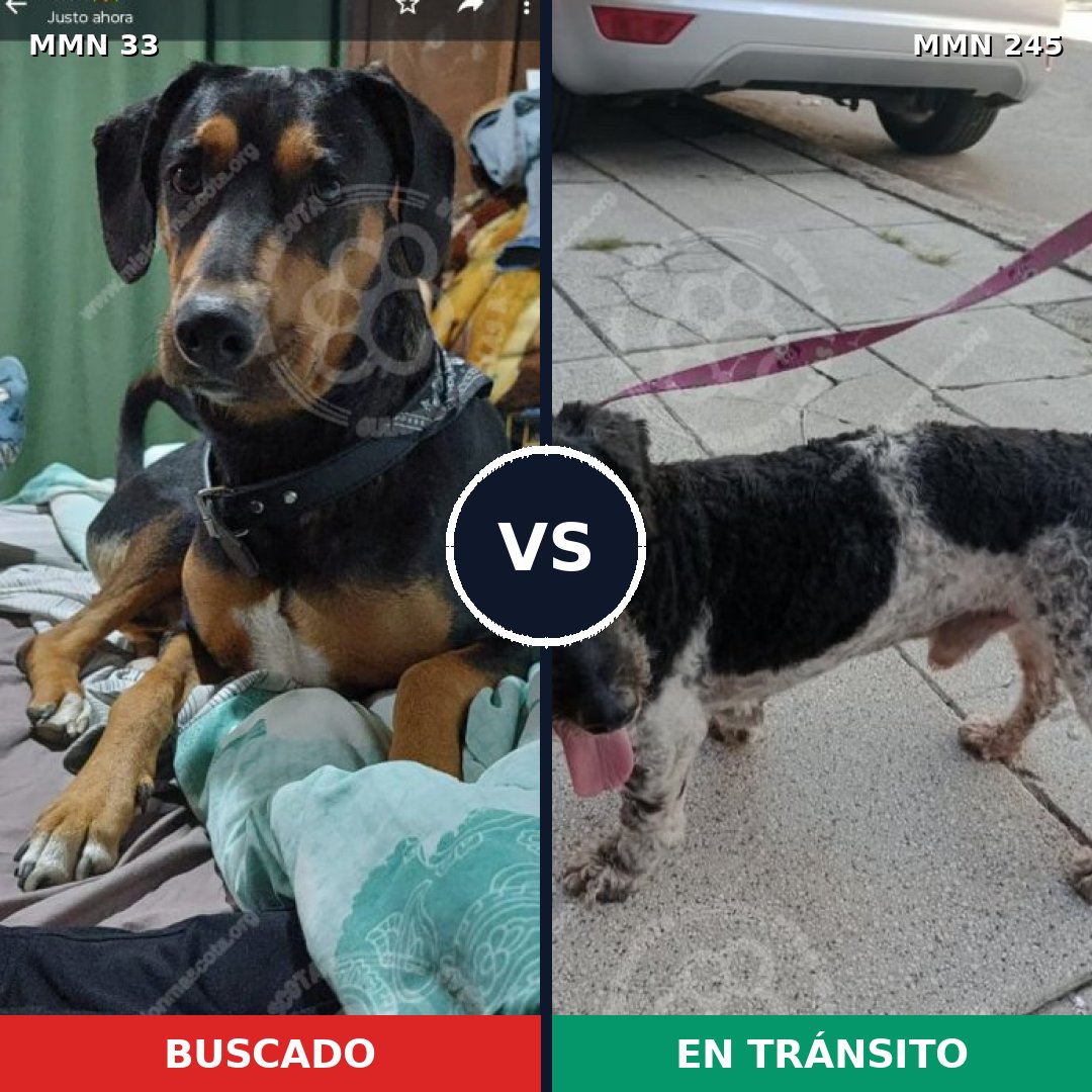 Comparativa MMS 1518: mascota perdida y mascota encontrada, 76% de similitud