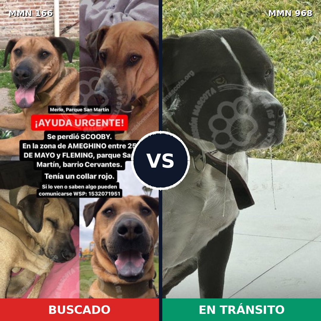 Comparativa MMS 15180: mascota perdida y mascota encontrada, 35% de similitud