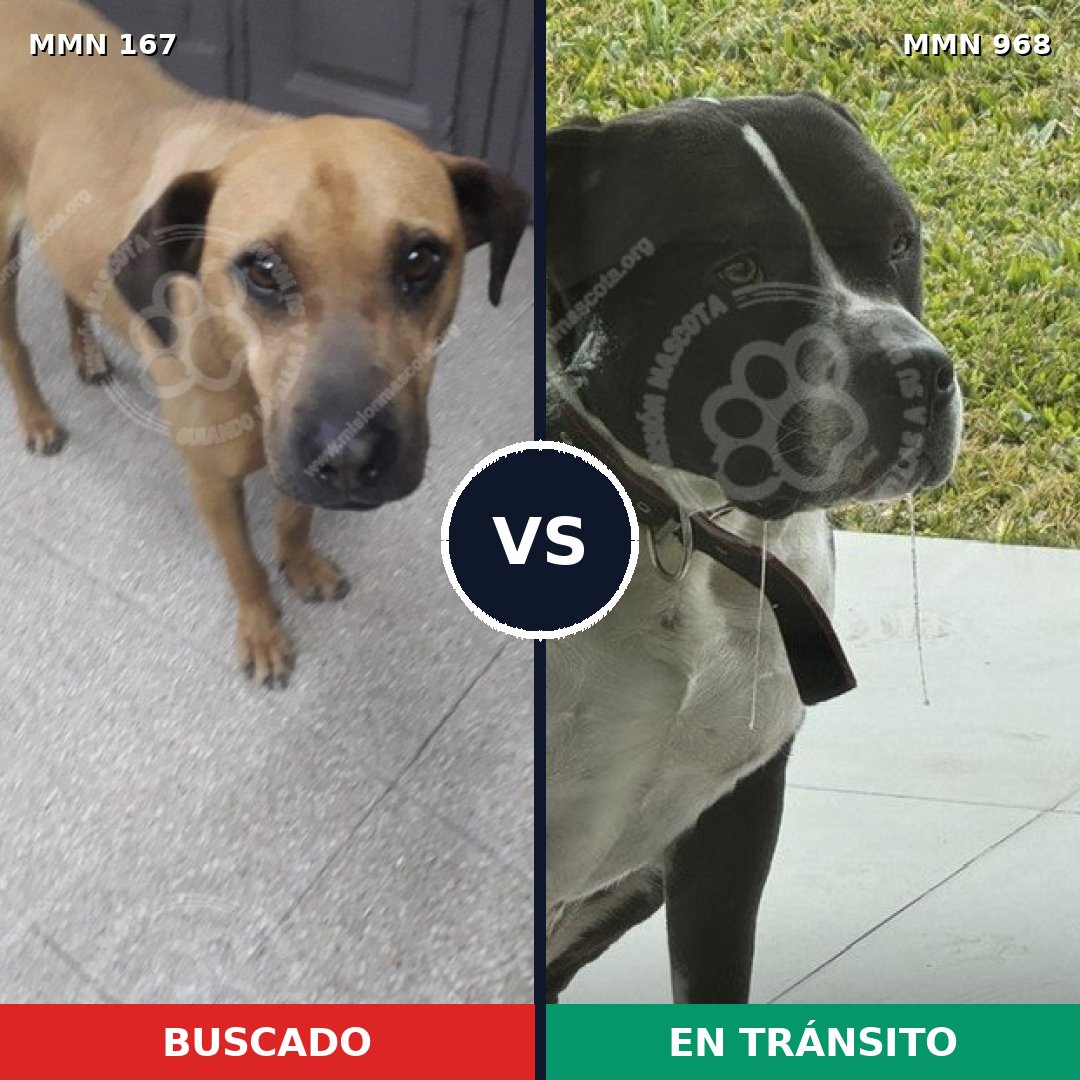 Comparativa MMS 15181: mascota perdida y mascota encontrada, 33% de similitud