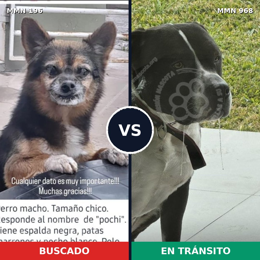 Comparativa MMS 15185: mascota perdida y mascota encontrada, 16% de similitud