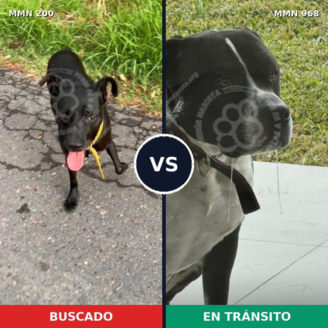 Comparativa MMS 15186: mascota perdida y mascota encontrada, 31% de similitud