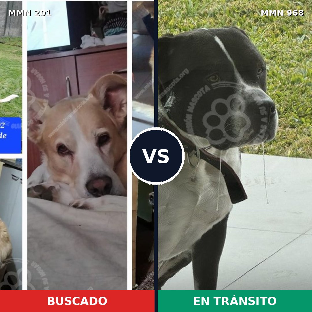 Comparativa MMS 15187: mascota perdida y mascota encontrada, 45% de similitud