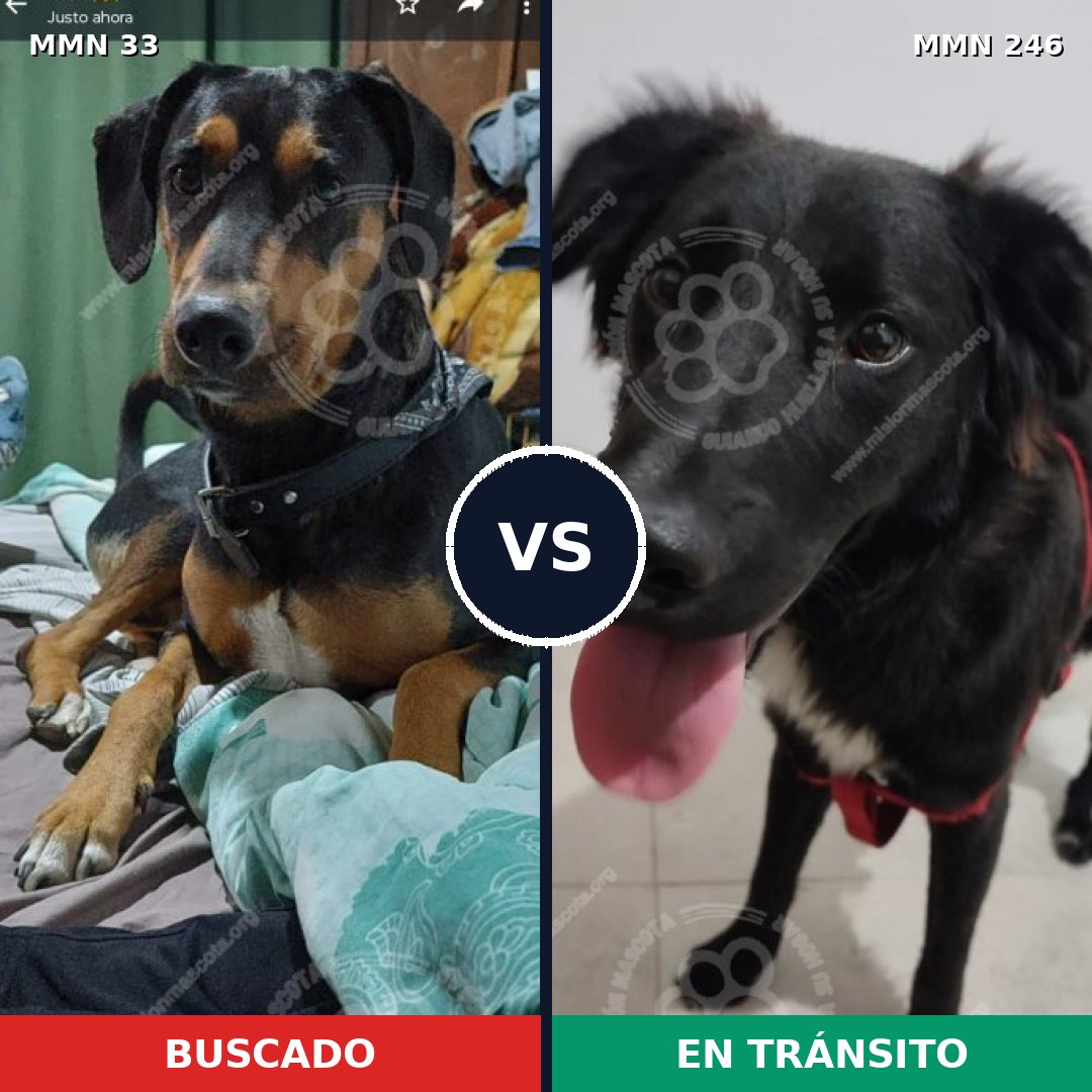 Comparativa MMS 1519: mascota perdida y mascota encontrada, 76% de similitud